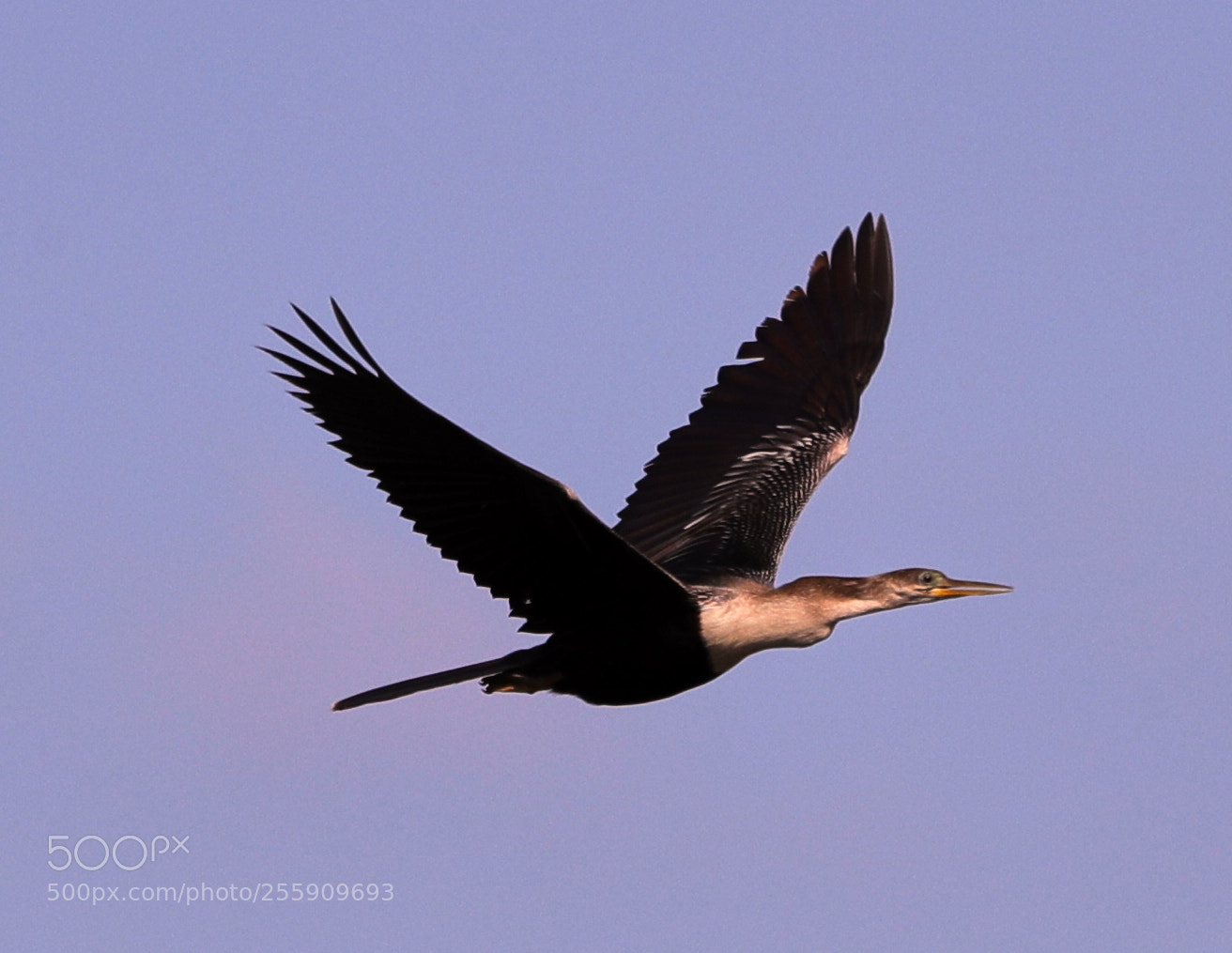 Canon EOS-1D X Mark II sample photo. 04-30-18-0015374.jpg photography