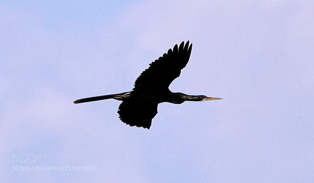 Canon EOS-1D X Mark II sample photo. 04-30-18-0015373.jpg photography