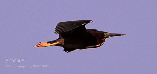 Canon EOS-1D X Mark II sample photo. 04-30-18-0015371.jpg photography