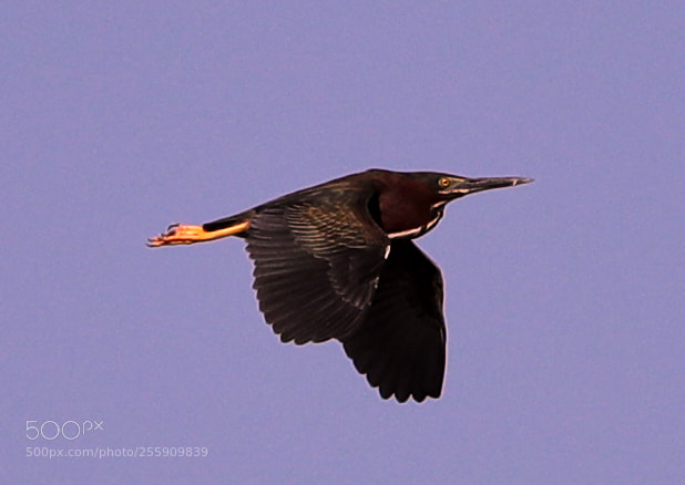 Canon EOS-1D X Mark II sample photo. 04-30-18-0015372.jpg photography