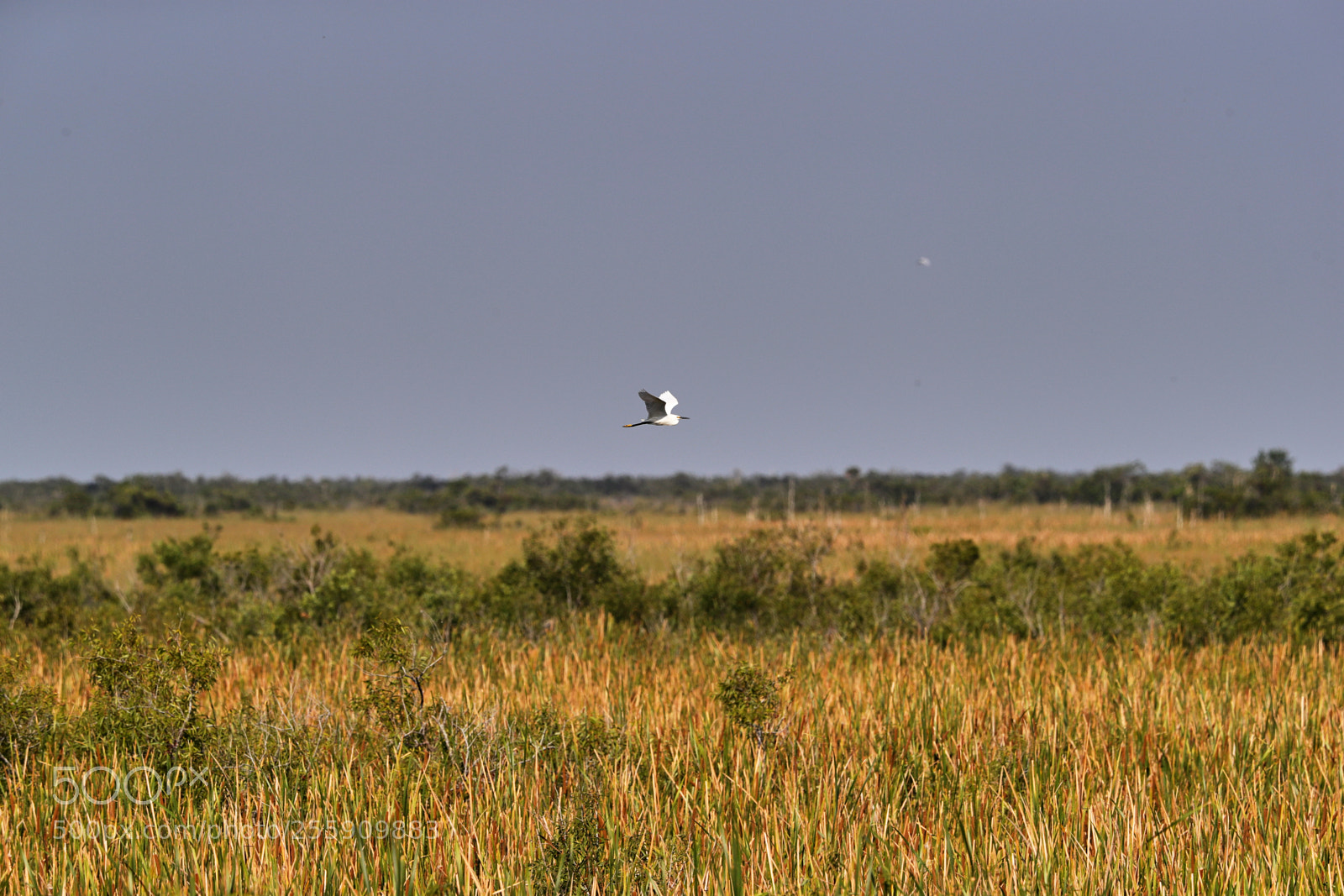 Canon EOS-1D X Mark II sample photo. 04-30-18-0015369.jpg photography
