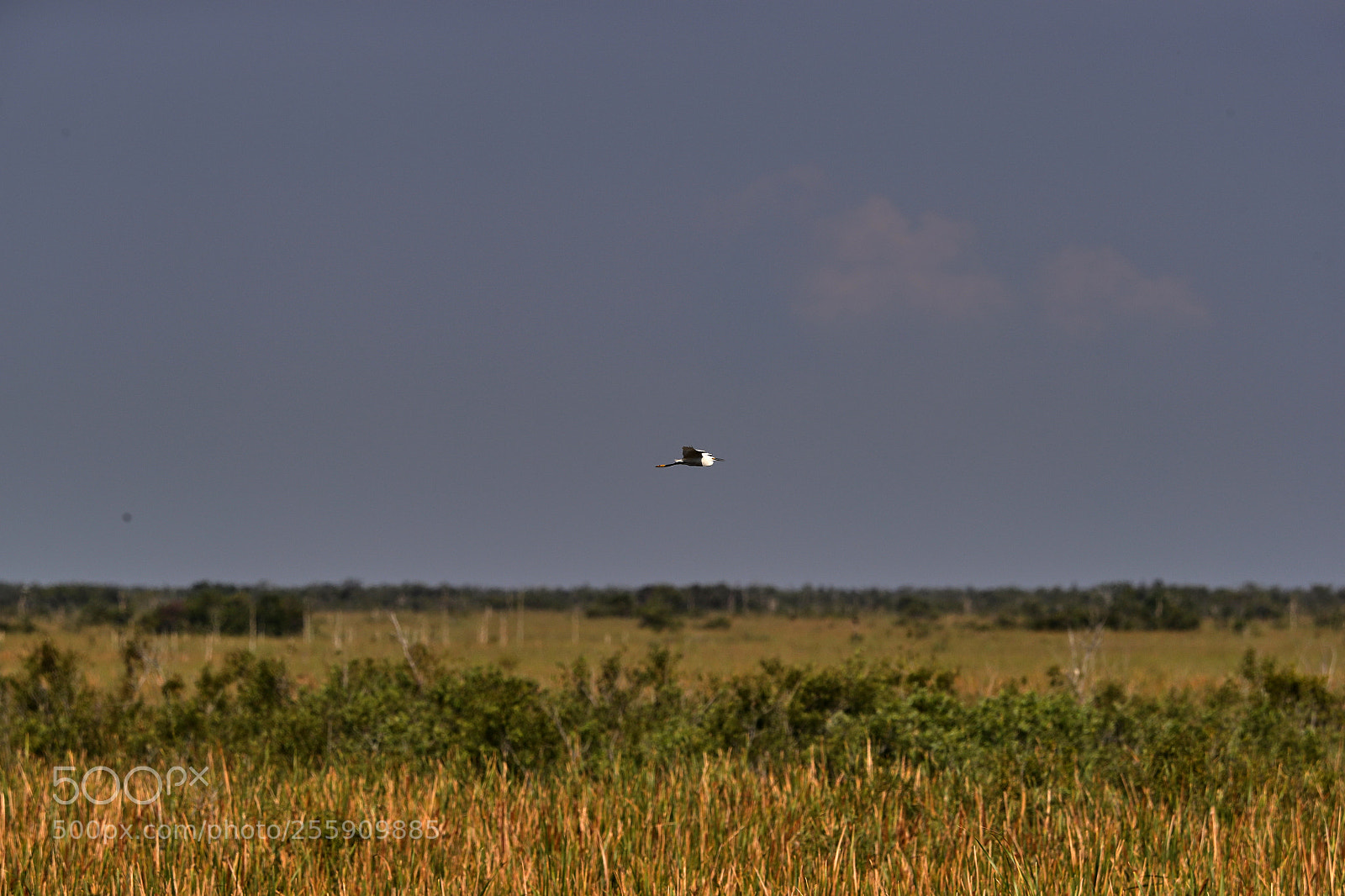 Canon EOS-1D X Mark II sample photo. 04-30-18-0015368.jpg photography