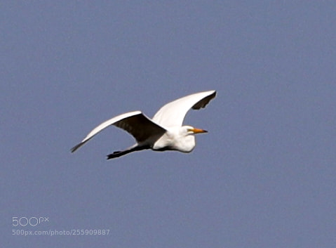Canon EOS-1D X Mark II sample photo. 04-30-18-0015367.jpg photography