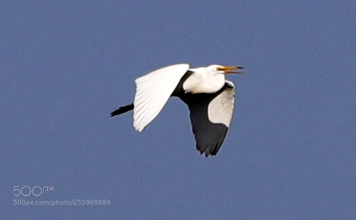 Canon EOS-1D X Mark II sample photo. 04-30-18-0015366.jpg photography