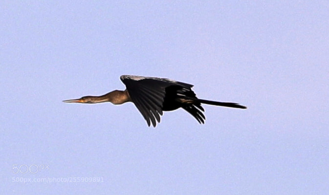Canon EOS-1D X Mark II sample photo. 04-30-18-0015365.jpg photography