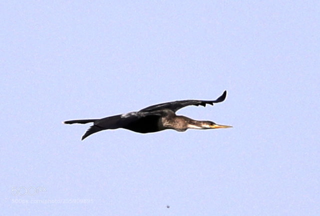 Canon EOS-1D X Mark II sample photo. 04-30-18-0015364.jpg photography