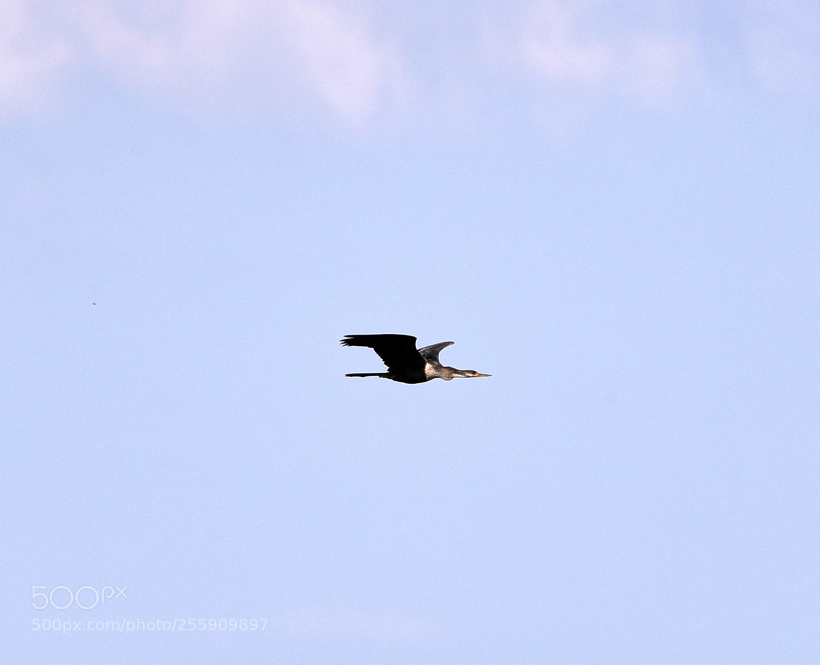 Canon EOS-1D X Mark II sample photo. 04-30-18-0015363.jpg photography