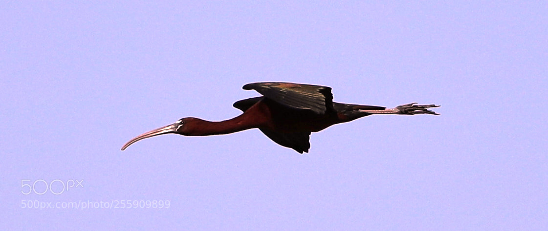 Canon EOS-1D X Mark II sample photo. 04-30-18-0015362.jpg photography