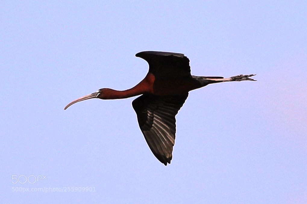 Canon EOS-1D X Mark II sample photo. 04-30-18-0015361.jpg photography