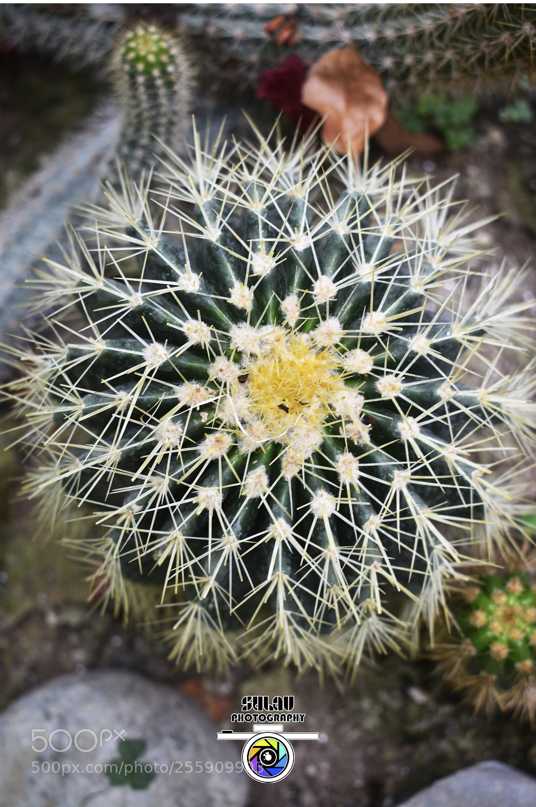 Nikon D3400 sample photo. Cactus photography