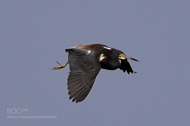 Canon EOS-1D X Mark II sample photo. 04-30-18-0015360.jpg photography