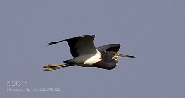 Canon EOS-1D X Mark II sample photo. 04-30-18-0015359.jpg photography