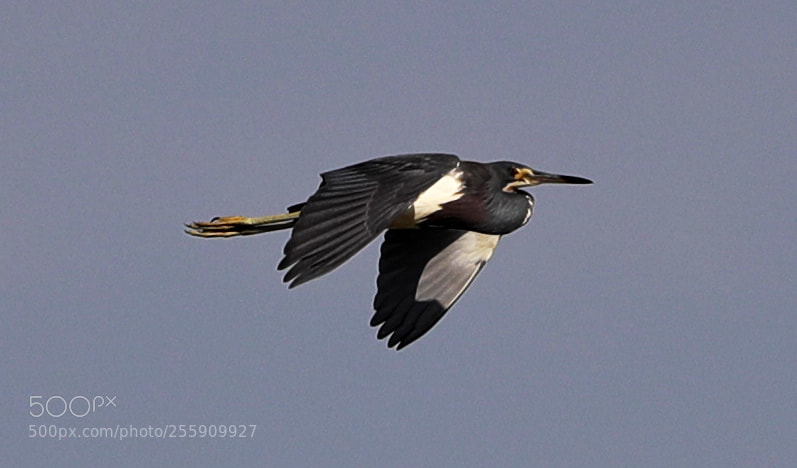 Canon EOS-1D X Mark II sample photo. 04-30-18-0015358.jpg photography