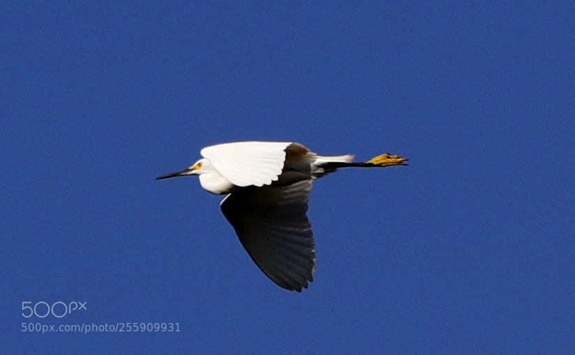 Canon EOS-1D X Mark II sample photo. 04-30-18-0015357.jpg photography