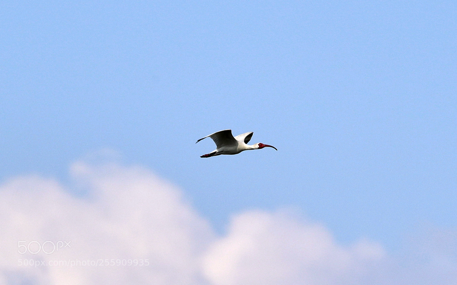 Canon EOS-1D X Mark II sample photo. 04-30-18-0015356.jpg photography