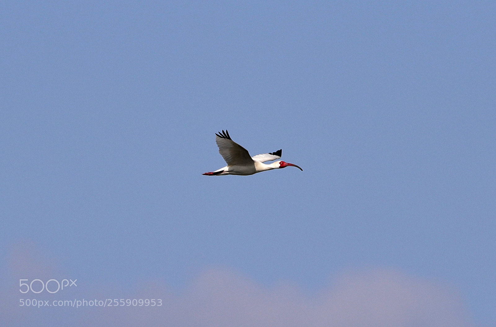 Canon EOS-1D X Mark II sample photo. 04-30-18-0015355.jpg photography