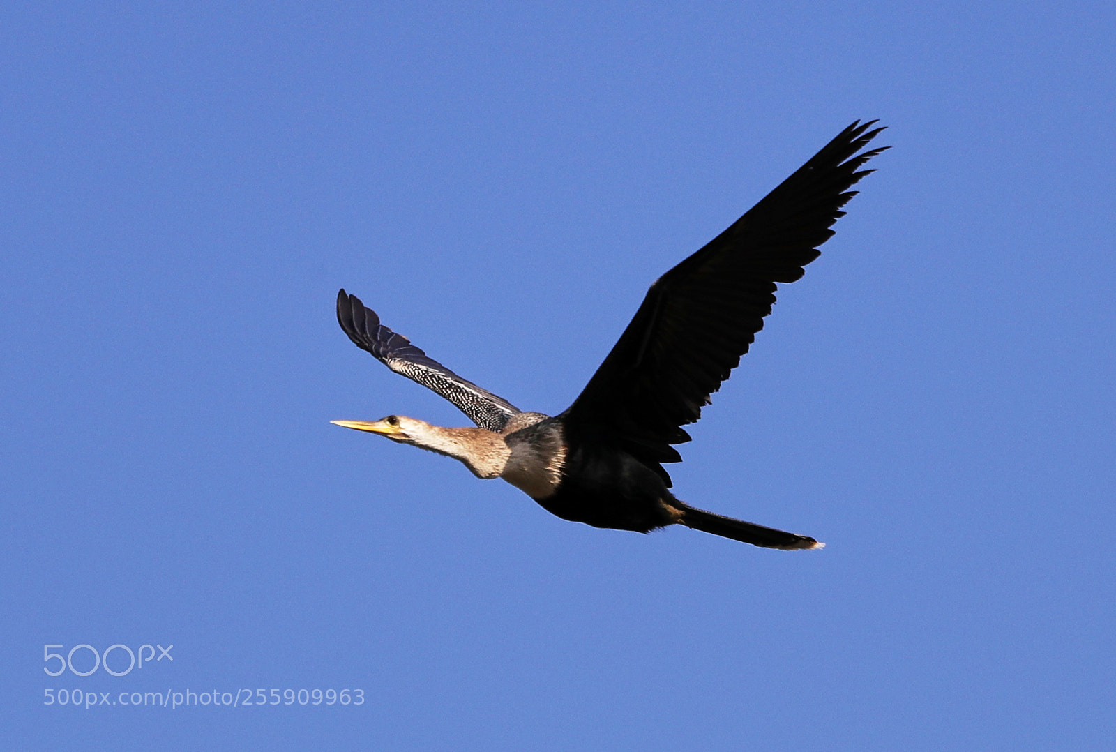 Canon EOS-1D X Mark II sample photo. 04-30-18-0015352.jpg photography