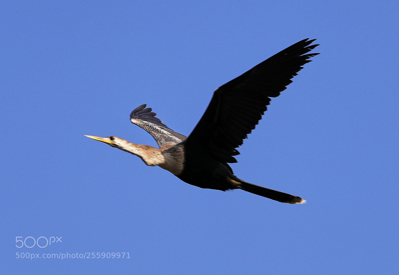 Canon EOS-1D X Mark II sample photo. 04-30-18-0015350.jpg photography