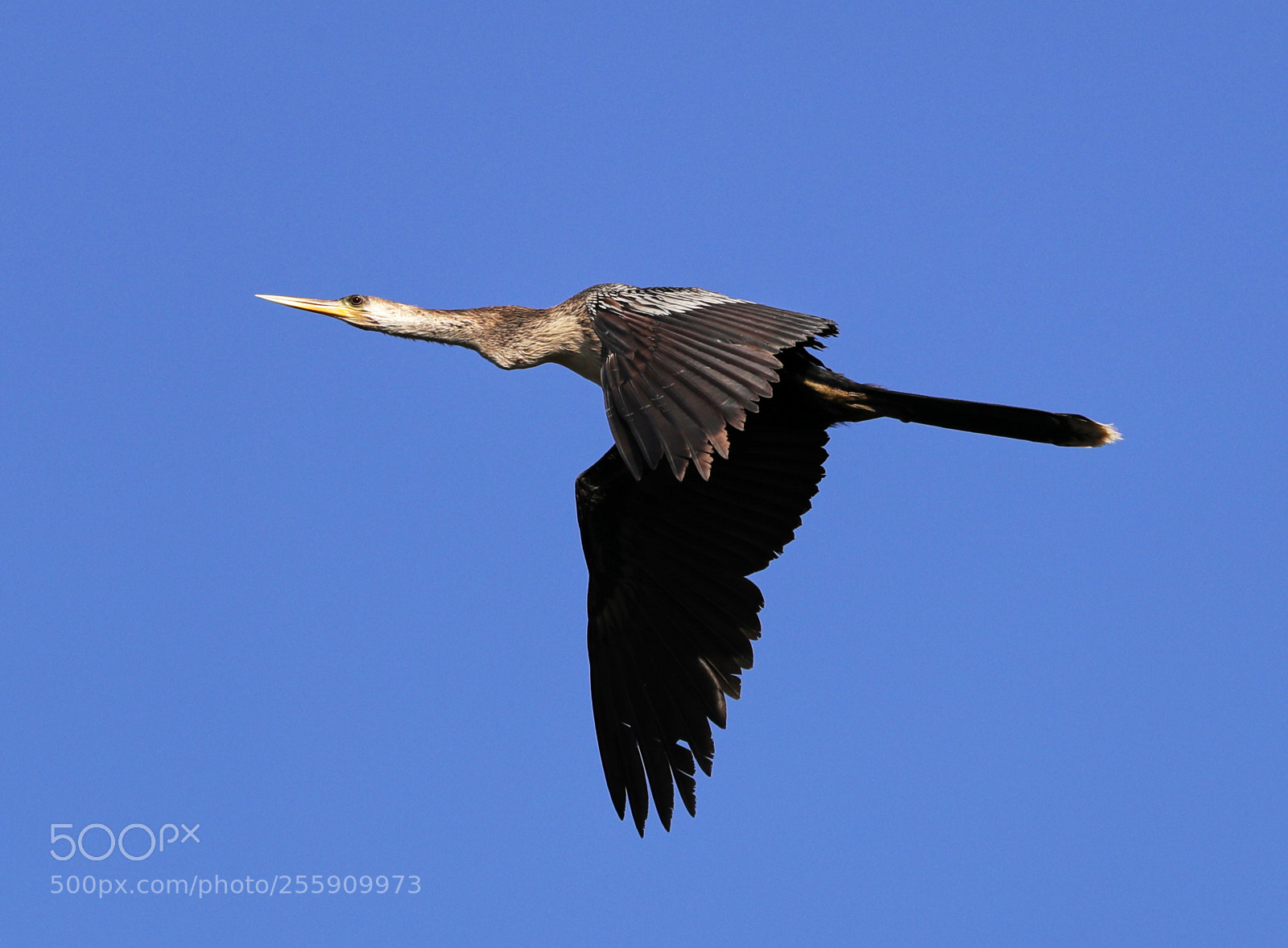Canon EOS-1D X Mark II sample photo. 04-30-18-0015348.jpg photography