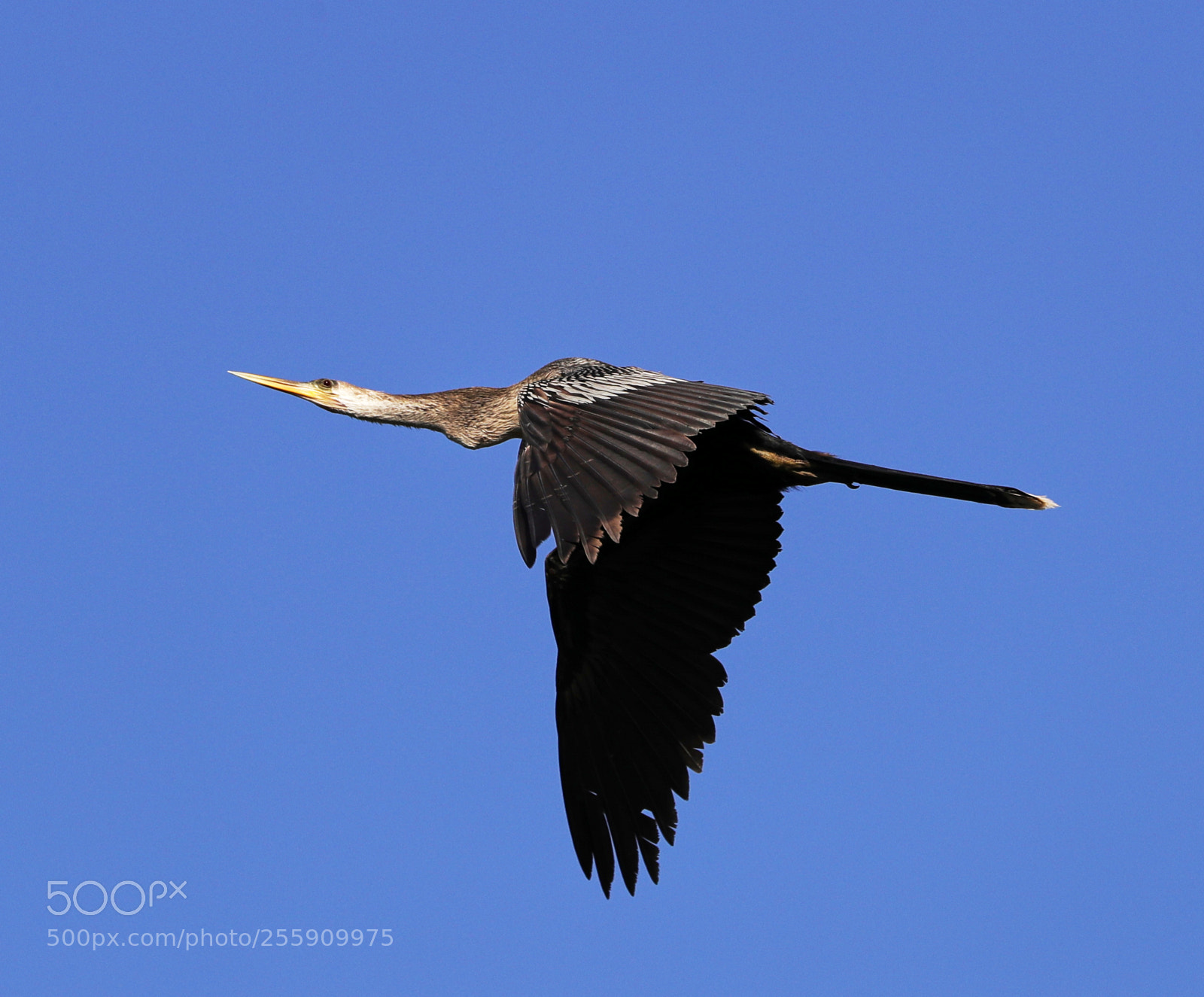 Canon EOS-1D X Mark II sample photo. 04-30-18-0015347.jpg photography