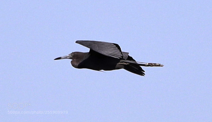 Canon EOS-1D X Mark II sample photo. 04-30-18-0015346.jpg photography