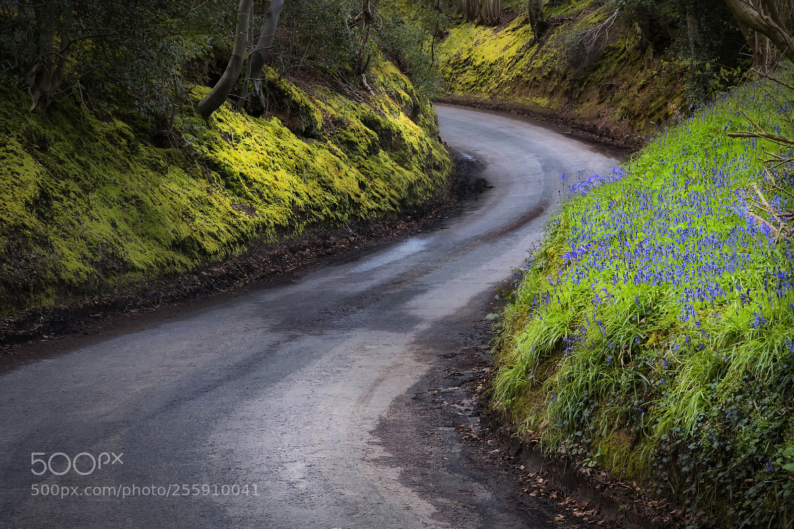 Canon EOS 70D sample photo. Bluebell lane photography