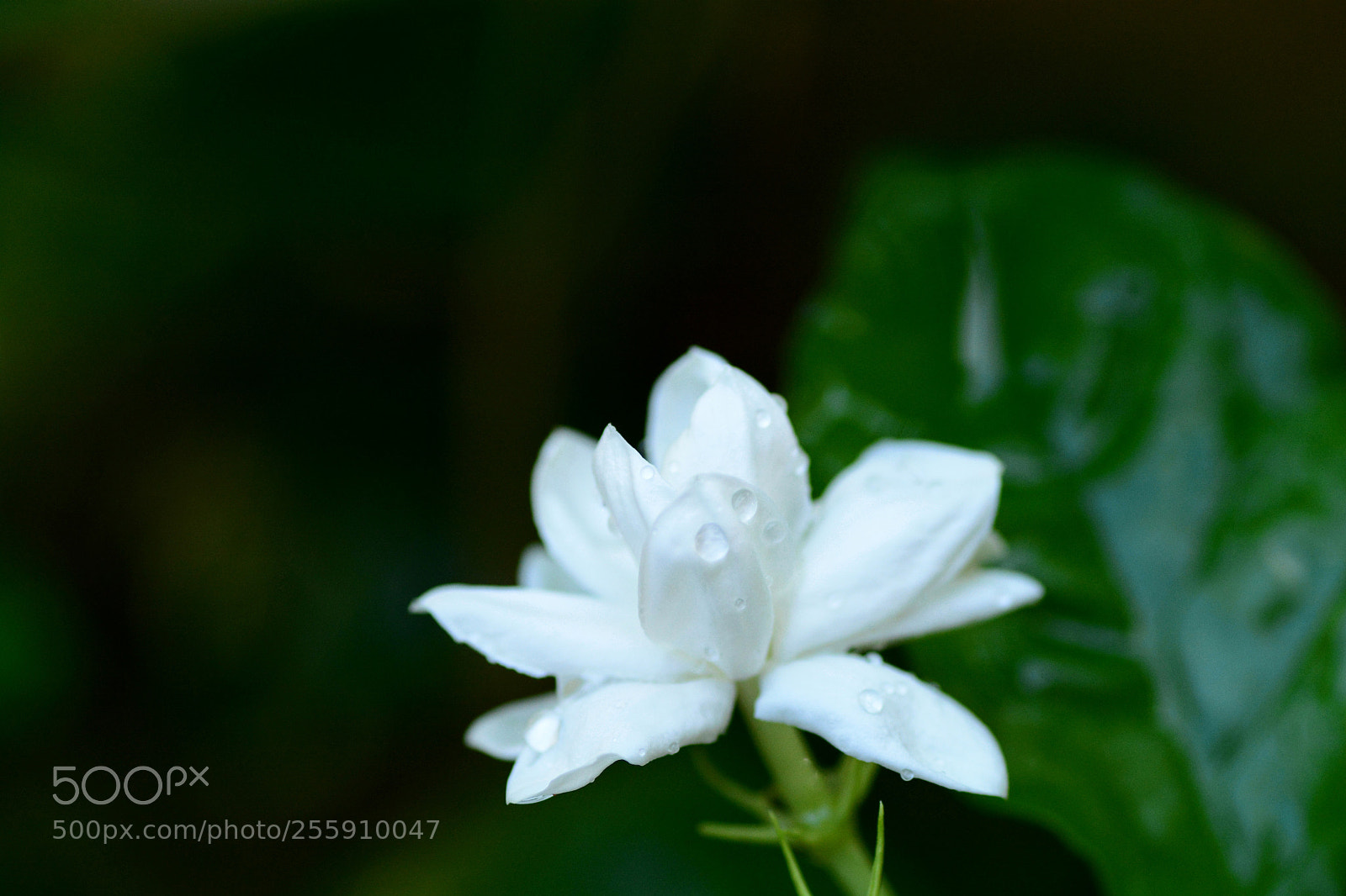 Nikon D7100 sample photo. Untitled photography