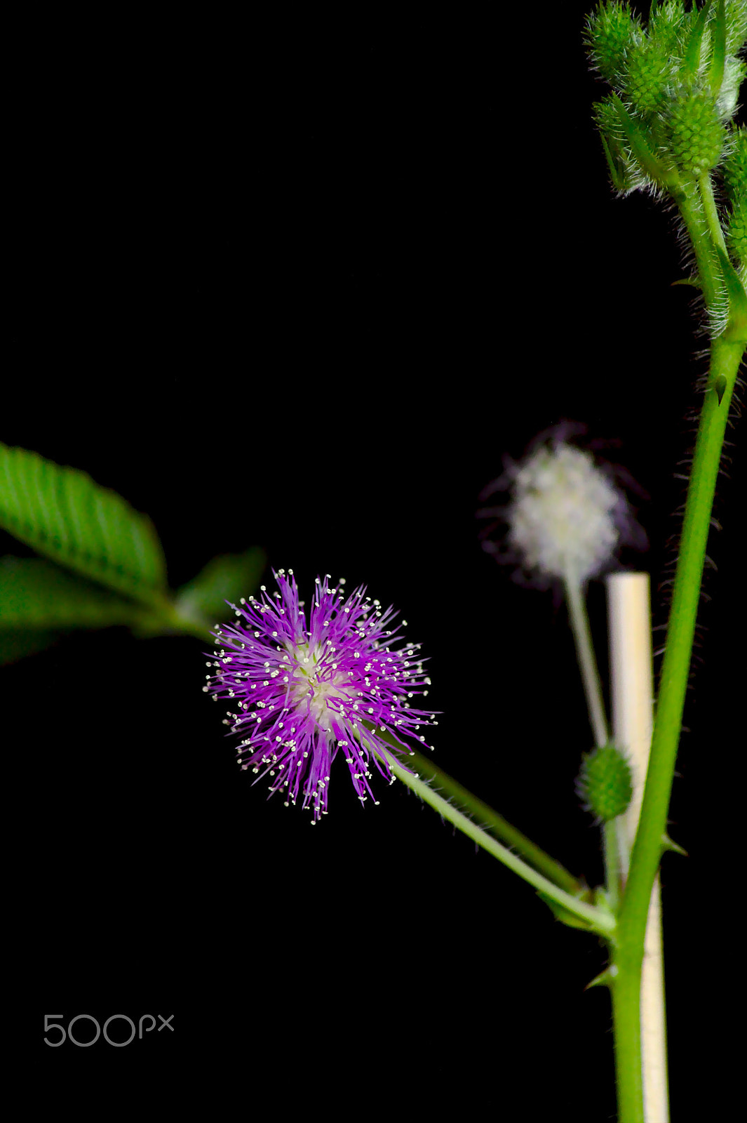 Canon EOS 1100D (EOS Rebel T3 / EOS Kiss X50) sample photo. Mimosa pudica photography