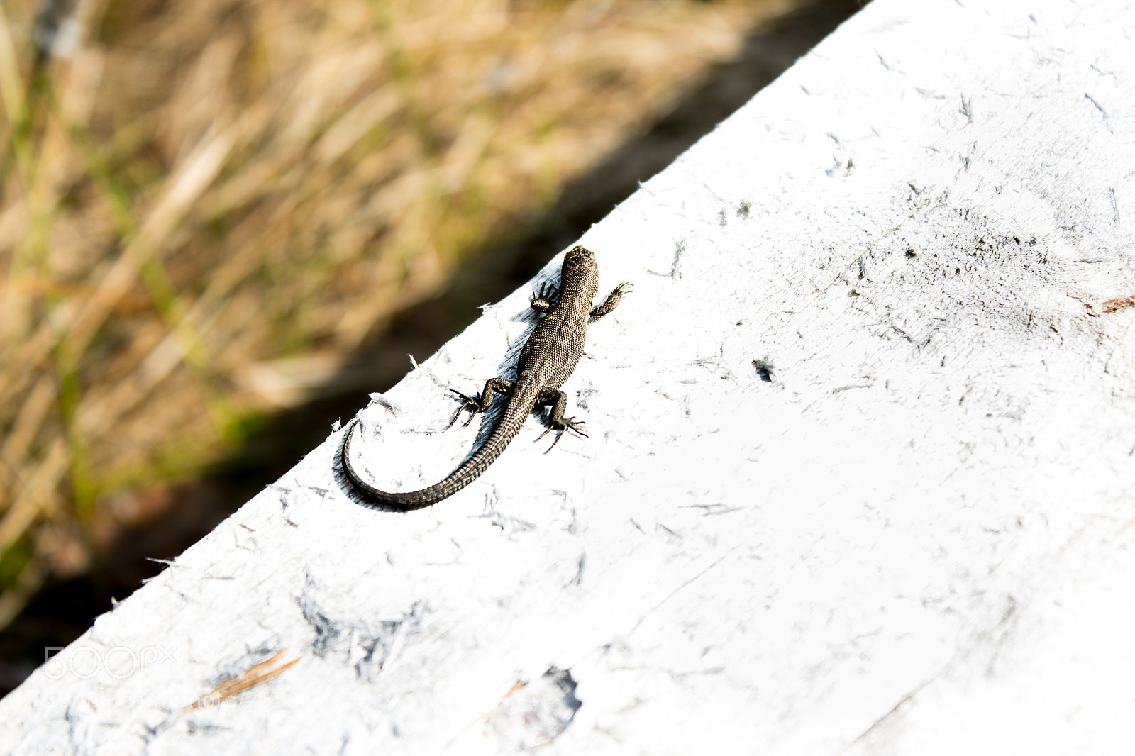 Canon EOS 600D (Rebel EOS T3i / EOS Kiss X5) sample photo. Img photography