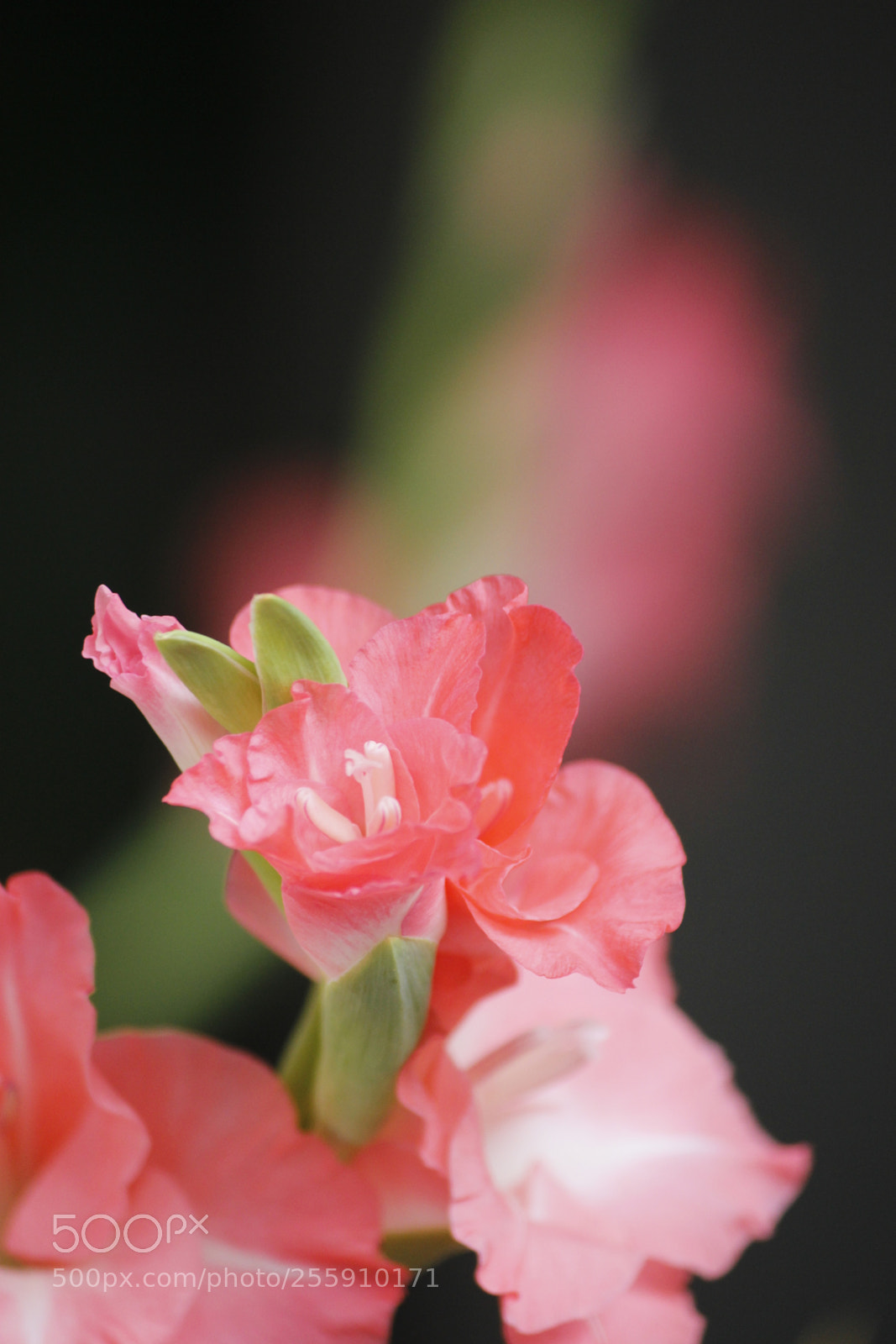 Canon EF-S 55-250mm F4-5.6 IS II sample photo. Untitled photography