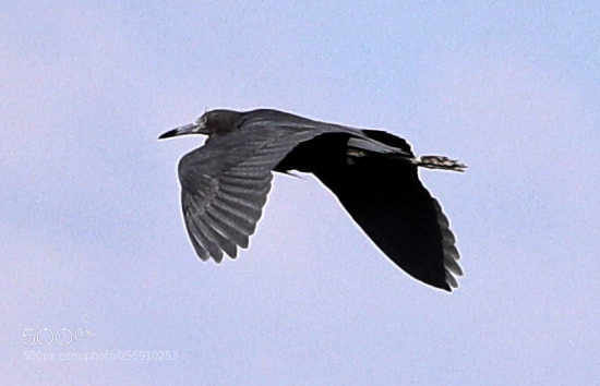 Canon EOS-1D X Mark II sample photo. 04-30-18-0015345.jpg photography