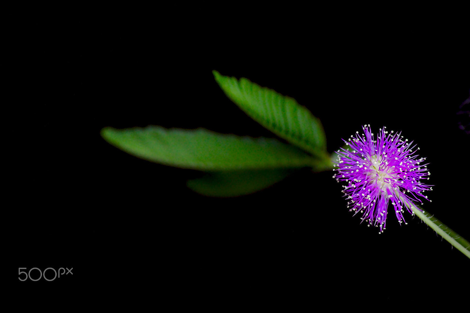 Canon EOS 1100D (EOS Rebel T3 / EOS Kiss X50) sample photo. Shy plant in bloom photography