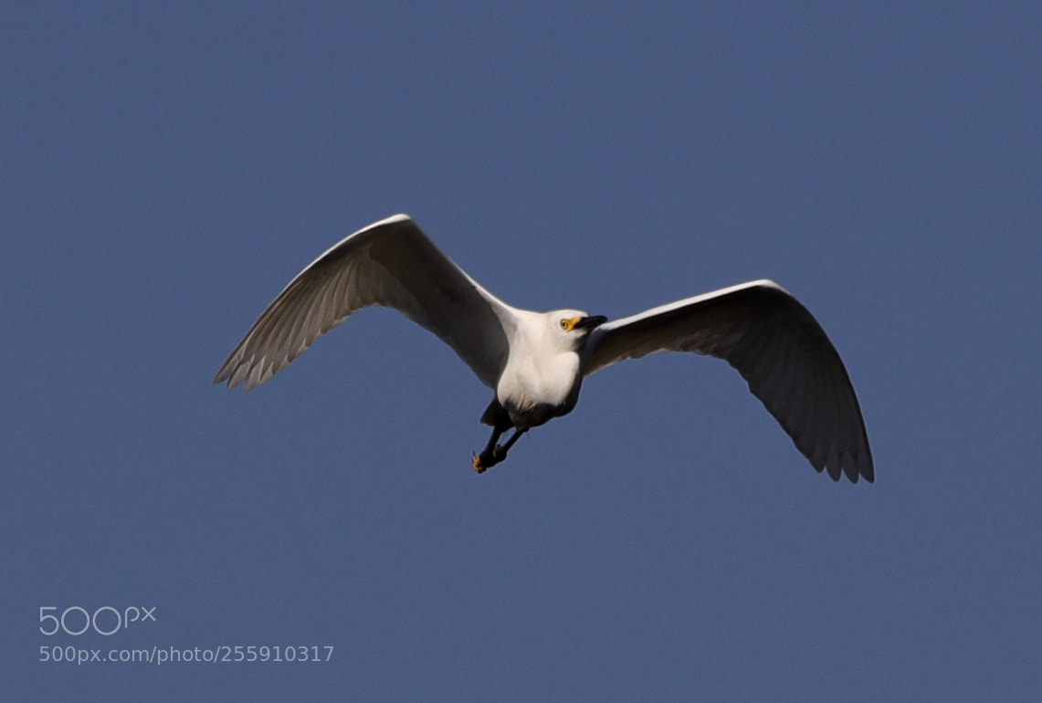 Canon EOS-1D X Mark II sample photo. 04-30-18-0015342.jpg photography