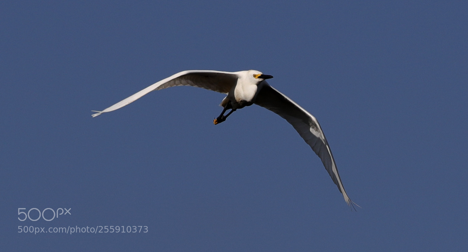 Canon EOS-1D X Mark II sample photo. 04-30-18-0015341.jpg photography
