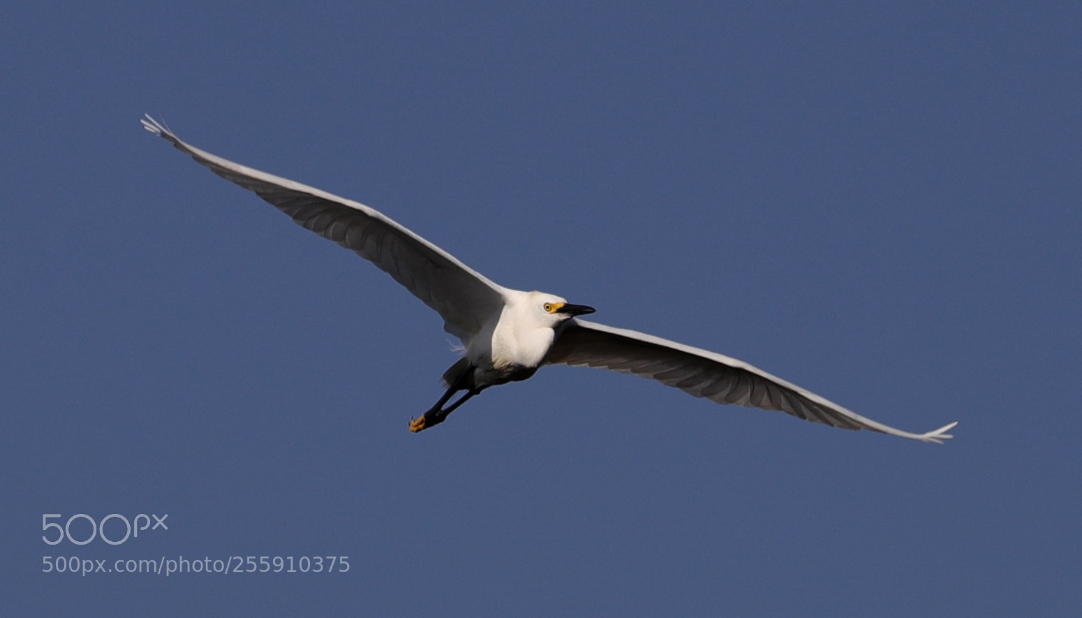 Canon EOS-1D X Mark II sample photo. 04-30-18-0015340.jpg photography