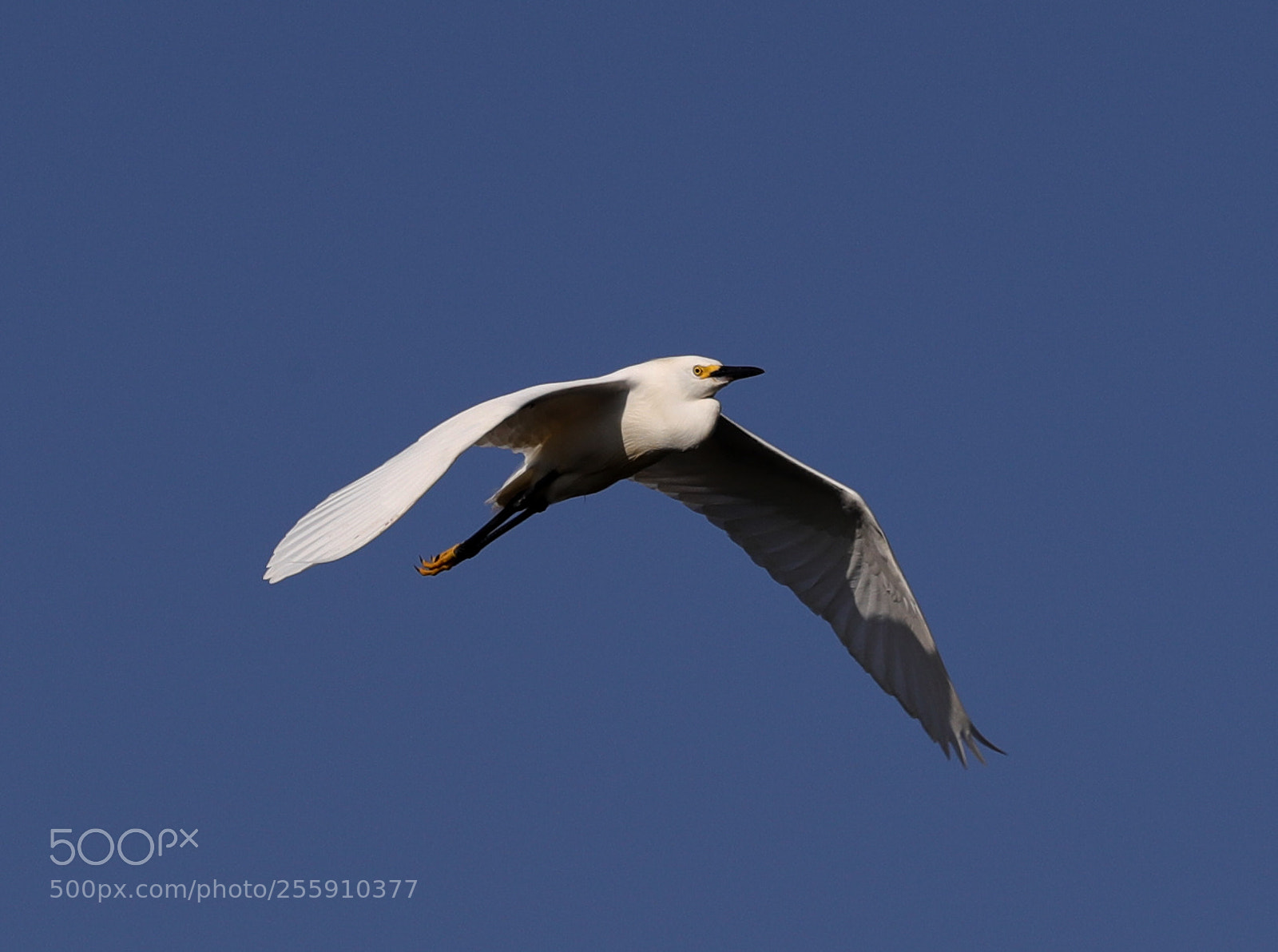 Canon EOS-1D X Mark II sample photo. 04-30-18-0015339.jpg photography