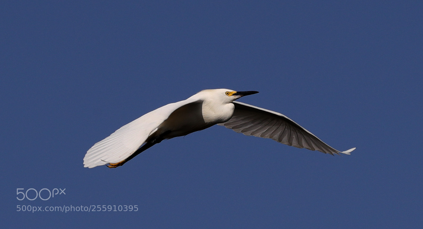Canon EOS-1D X Mark II sample photo. 04-30-18-0015337.jpg photography