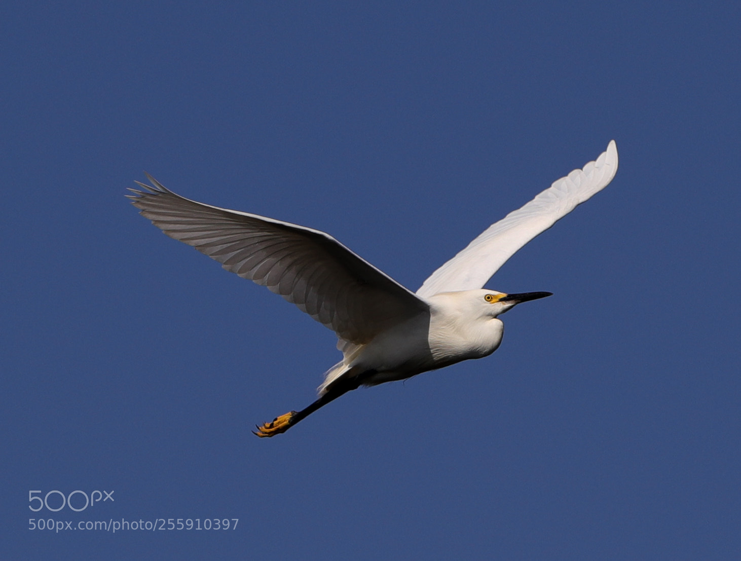 Canon EOS-1D X Mark II sample photo. 04-30-18-0015336.jpg photography