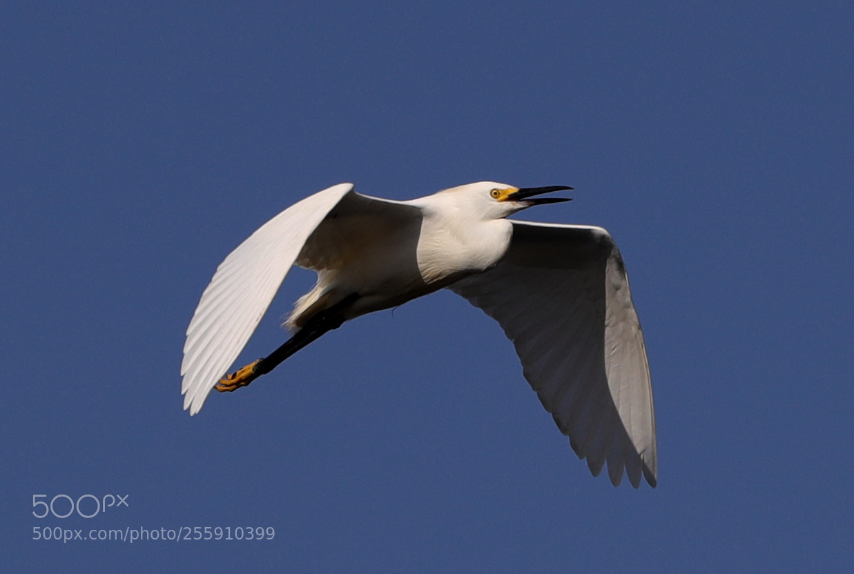 Canon EOS-1D X Mark II sample photo. 04-30-18-0015338.jpg photography