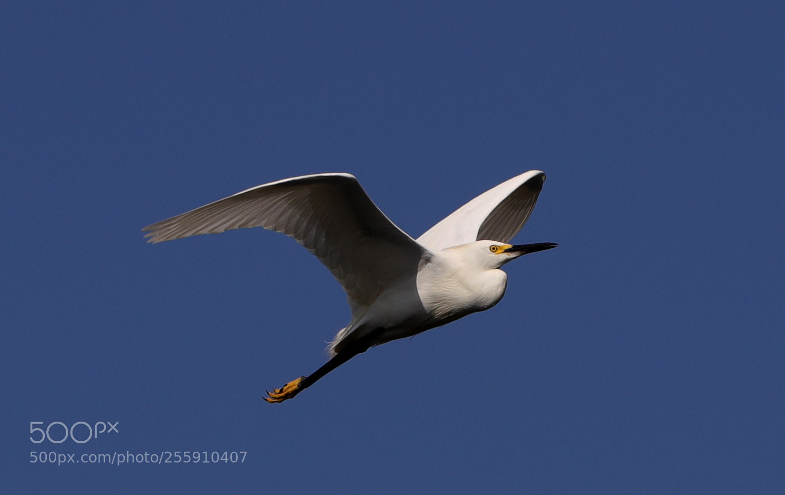 Canon EOS-1D X Mark II sample photo. 04-30-18-0015335.jpg photography