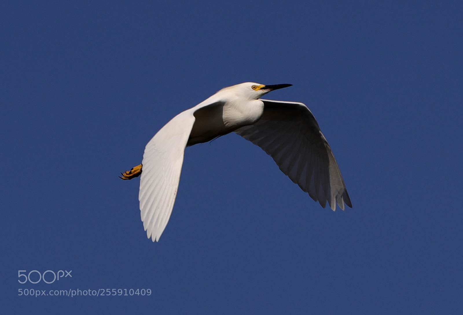 Canon EOS-1D X Mark II sample photo. 04-30-18-0015334.jpg photography