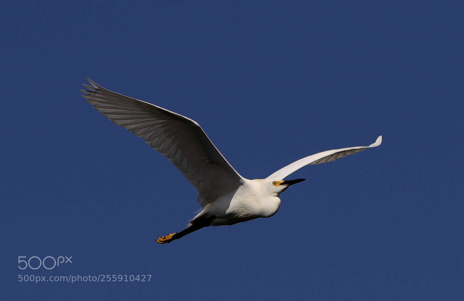 Canon EOS-1D X Mark II sample photo. 04-30-18-0015333.jpg photography