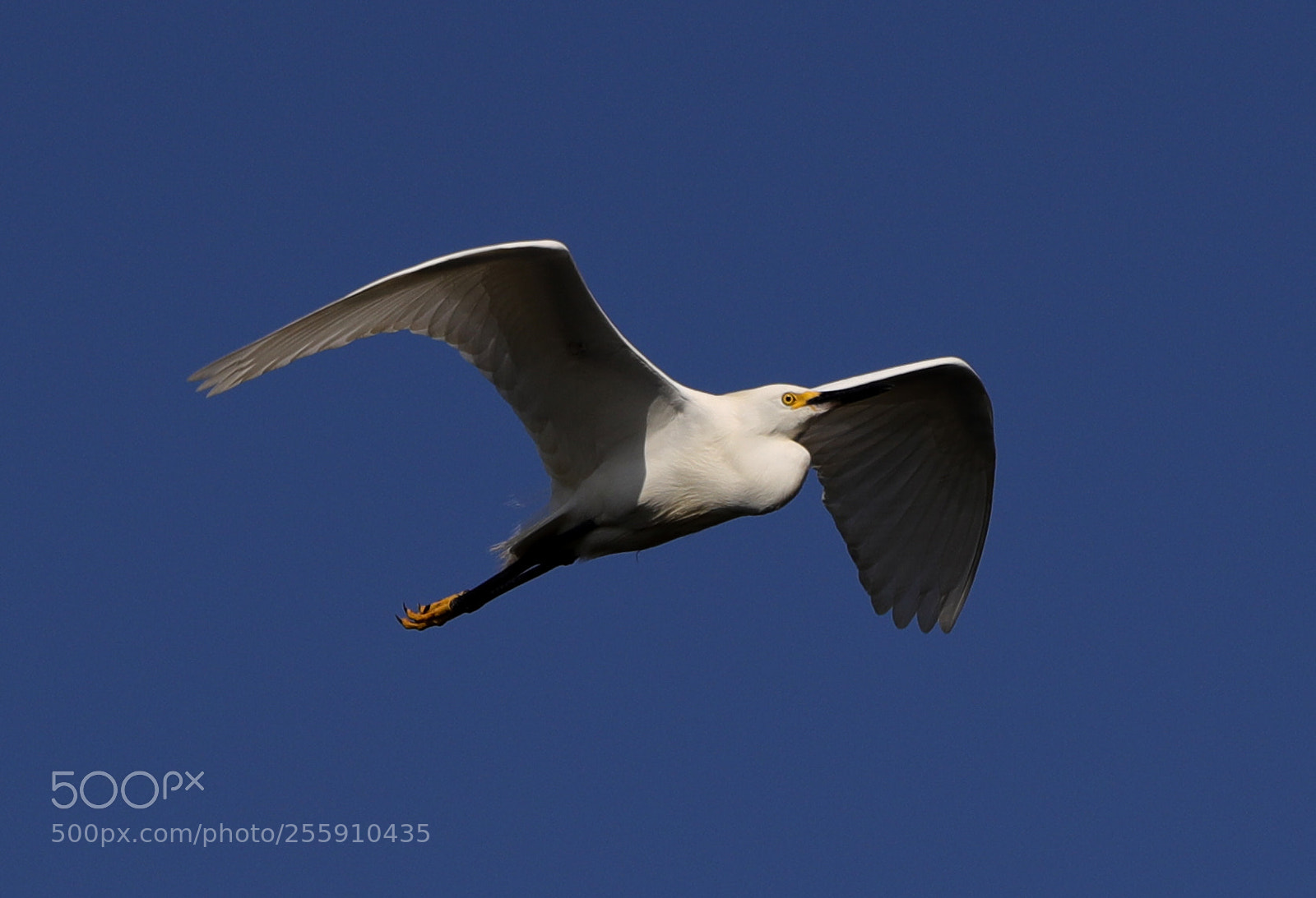 Canon EOS-1D X Mark II sample photo. 04-30-18-0015332.jpg photography