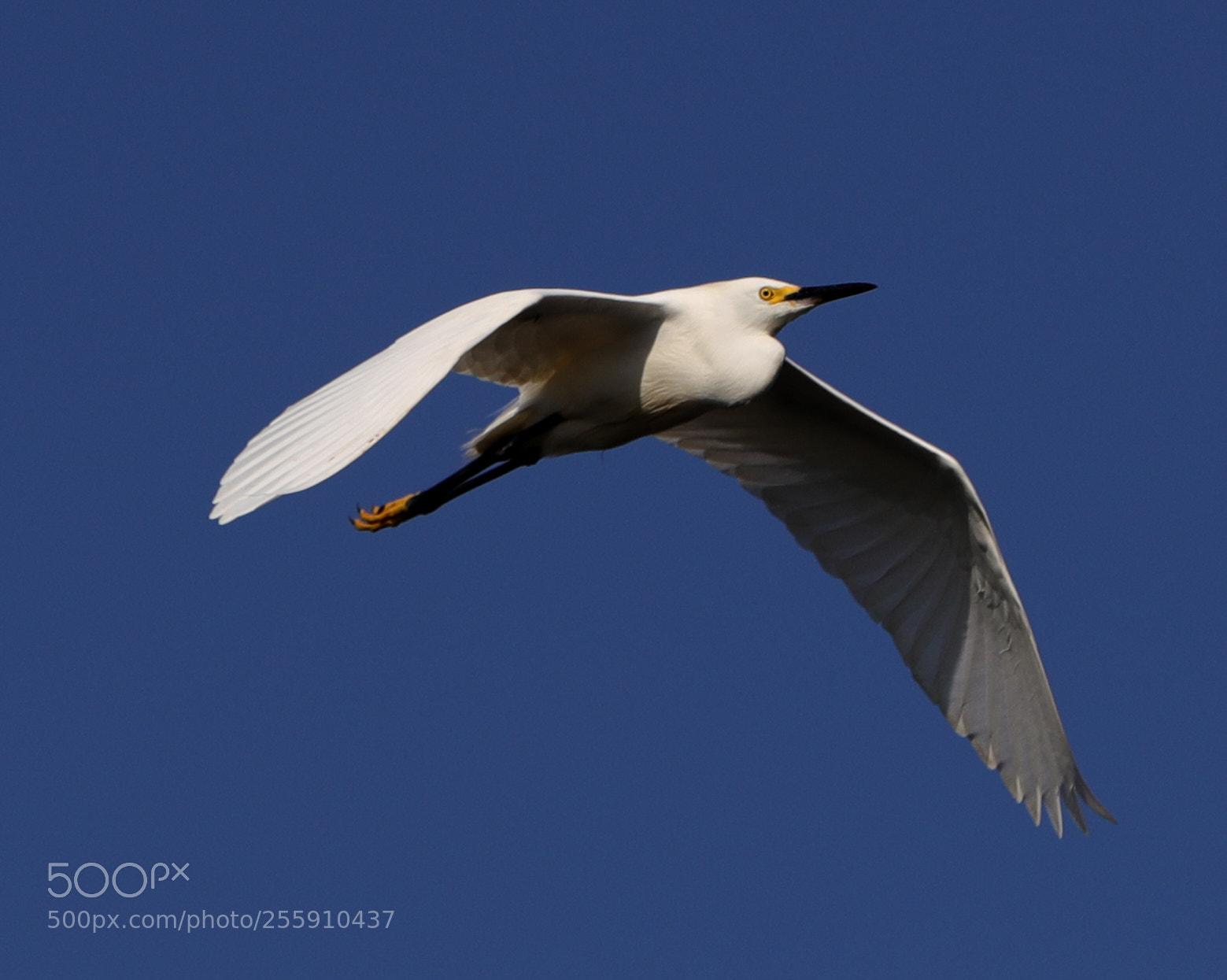 Canon EOS-1D X Mark II sample photo. 04-30-18-0015331.jpg photography