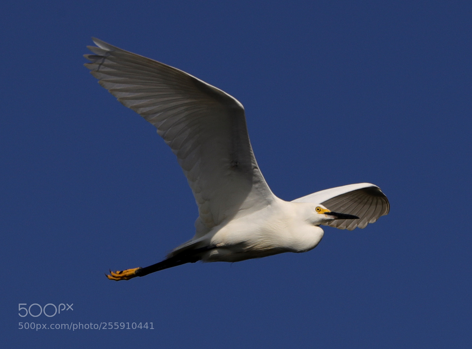 Canon EOS-1D X Mark II sample photo. 04-30-18-0015329.jpg photography