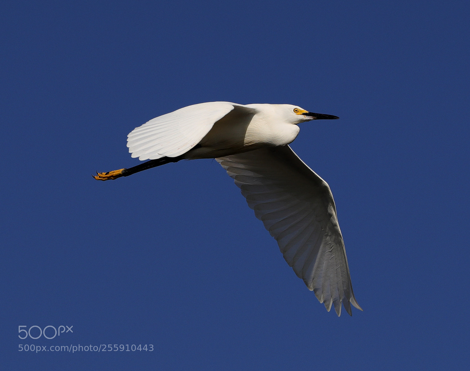 Canon EOS-1D X Mark II sample photo. 04-30-18-0015327.jpg photography
