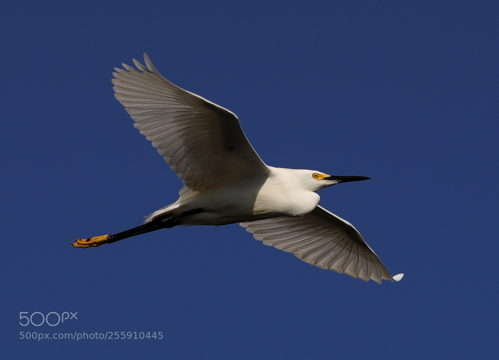 Canon EOS-1D X Mark II sample photo. 04-30-18-0015326.jpg photography