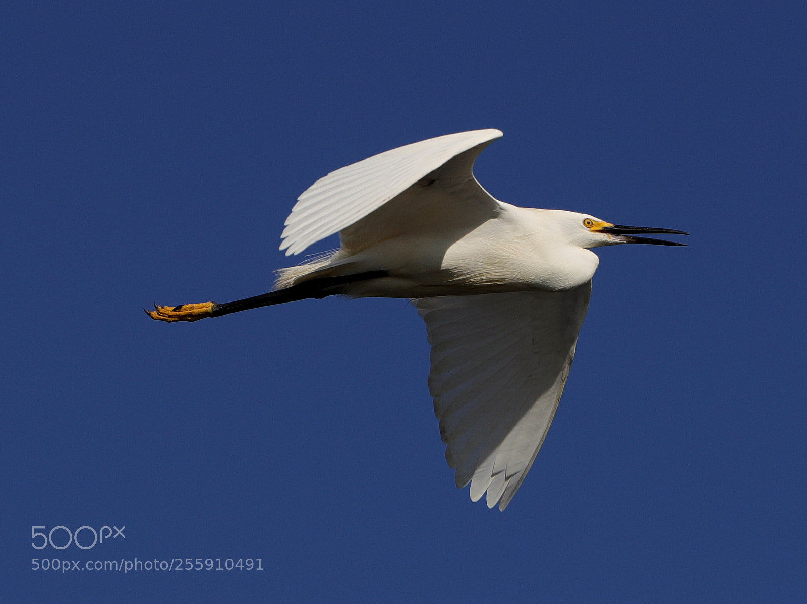 Canon EOS-1D X Mark II sample photo. 04-30-18-0015323.jpg photography
