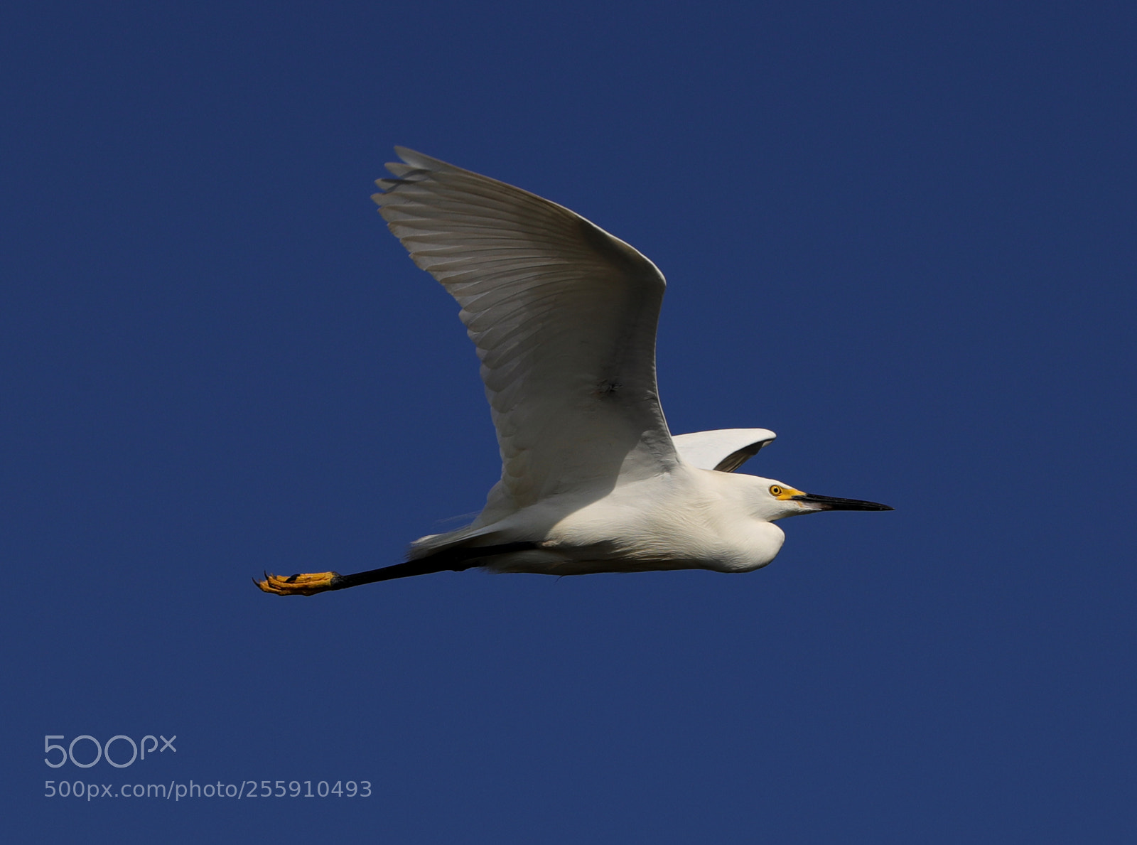 Canon EOS-1D X Mark II sample photo. 04-30-18-0015324.jpg photography