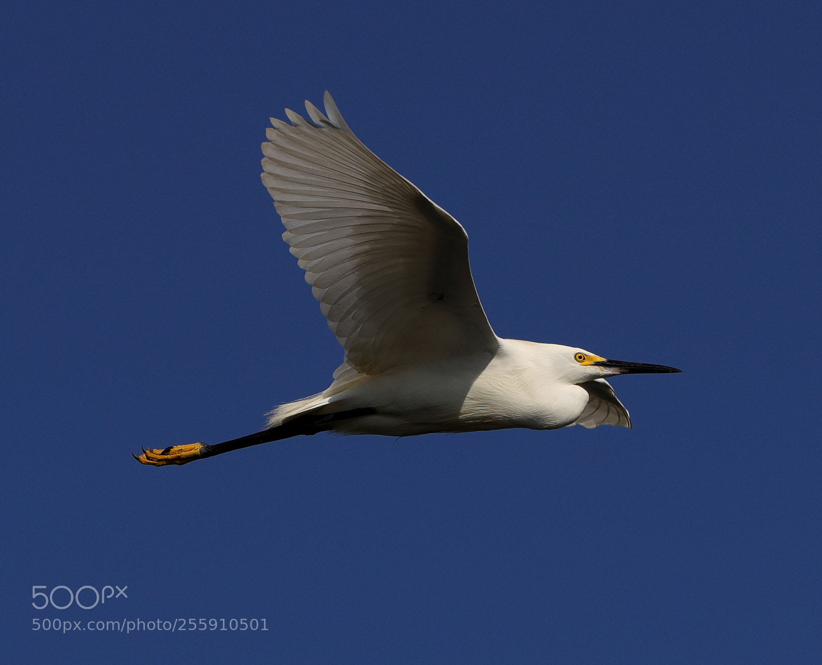 Canon EOS-1D X Mark II sample photo. 04-30-18-0015325.jpg photography